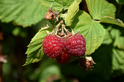 Nova Raspberry (Rubus 'Nova') at Sherwood Nurseries
