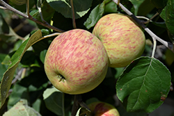 Red Sparkle Apple (Malus 'Red Sparkle') at Sherwood Nurseries