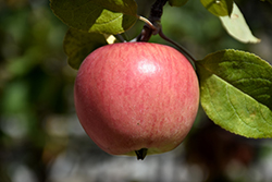 Prairie Magic Apple (Malus 'Prairie Magic') at Sherwood Nurseries