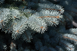 Baby Blue Blue Spruce (Picea pungens 'Baby Blue') at Sherwood Nurseries