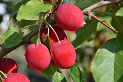 Dolgo Apple (Malus 'Dolgo') at Sherwood Nurseries