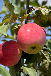 Parkland Apple (Malus 'Parkland') at Sherwood Nurseries