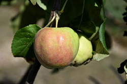 Collett Apple (Malus 'Collett') at Sherwood Nurseries