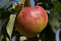Hardi-Mac Apple (Malus 'Hardi-Mac') at Sherwood Nurseries