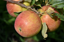 Odyssey Apple (Malus 'Jefsey') at Sherwood Nurseries
