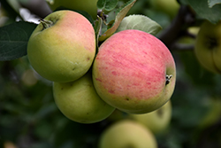 Norland Apple (Malus 'Norland') at Sherwood Nurseries