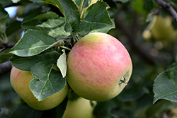Goodland Apple (Malus 'Goodland') at Sherwood Nurseries
