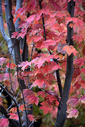 Autumn Spire Red Maple (Acer rubrum 'Autumn Spire') at Sherwood Nurseries
