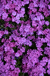 Spring Purple Moss Phlox (Phlox subulata 'Spring Purple') at Sherwood Nurseries
