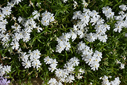 Spring White Moss Phlox (Phlox subulata 'Spring White') at Sherwood Nurseries