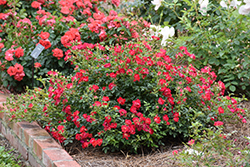 Red Drift Rose (Rosa 'Meigalpio') at Sherwood Nurseries