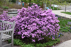 P.J.M. Rhododendron (Rhododendron 'P.J.M.') at Sherwood Nurseries