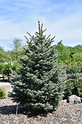 Bakeri Blue Spruce (Picea pungens 'Bakeri') at Sherwood Nurseries