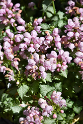 Pink Pewter Spotted Dead Nettle (Lamium maculatum 'Pink Pewter') at Sherwood Nurseries