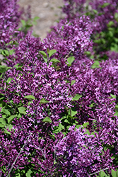 Bloomerang Dark Purple Lilac (Syringa 'SMSJBP7') at Sherwood Nurseries