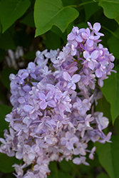 Scentara Double Blue Lilac (Syringa x hyacinthiflora 'SMNSHBBL') at Sherwood Nurseries