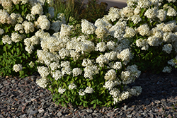 Bobo Hydrangea (Hydrangea paniculata 'ILVOBO') at Sherwood Nurseries