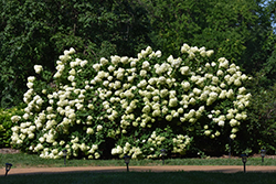 Limelight Hydrangea (Hydrangea paniculata 'Limelight') at Sherwood Nurseries