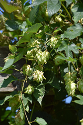 Hops (Humulus lupulus) at Sherwood Nurseries