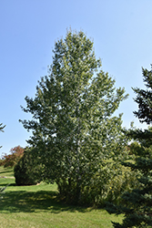 Trembling Aspen (Populus tremuloides) at Sherwood Nurseries