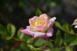 Music Box Rose (Rosa 'BAIbox') at Sherwood Nurseries