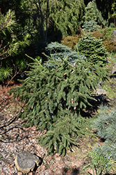 Red Cone Spruce (Picea abies 'Acrocona') at Sherwood Nurseries