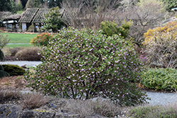 Common Manzanita (Arctostaphylos manzanita) at Sherwood Nurseries