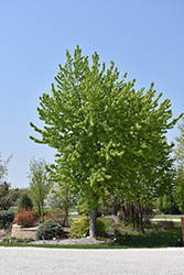 Silver Cloud Silver Maple (Acer saccharinum 'Silver Cloud') at Sherwood Nurseries
