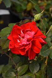 Canadian Shield Rose (Rosa 'CCA576') at Sherwood Nurseries