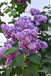 Virtual Violet Lilac (Syringa 'Bailbridget') at Sherwood Nurseries