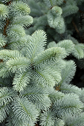 Hoopsii Blue Spruce (Picea pungens 'Hoopsii') at Sherwood Nurseries