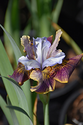 Black Joker Siberian Iris (Iris sibirica 'Black Joker') at Sherwood Nurseries