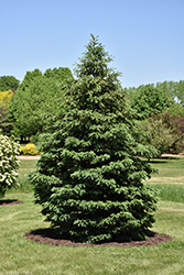 Black Hills Spruce (Picea glauca var. densata) at Sherwood Nurseries