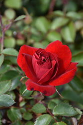 Canadian Shield Rose (Rosa 'CCA576') at Sherwood Nurseries