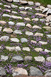 Purple Carpet Creeping Thyme (Thymus praecox 'Purple Carpet') at Sherwood Nurseries