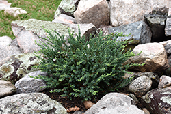 Spreading Common Juniper (Juniperus communis 'var. montana') at Sherwood Nurseries