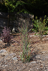 Hot Rod Switch Grass (Panicum virgatum 'Hot Rod') at Sherwood Nurseries