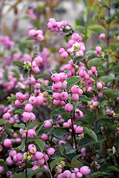Candy Coralberry (Symphoricarpos x doorenbosii 'Kolmcan') at Sherwood Nurseries