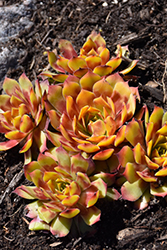 Chick Charms Gold Nugget Hens And Chicks (Sempervivum 'Gold Nugget') at Sherwood Nurseries