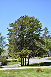 Jack Pine (Pinus banksiana) at Sherwood Nurseries