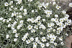 Snow-In-Summer (Cerastium tomentosum) at Sherwood Nurseries