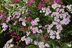 Summer Pastels Yarrow (Achillea millefolium 'Summer Pastels') at Sherwood Nurseries