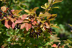Chokecherry (Prunus virginiana) at Sherwood Nurseries