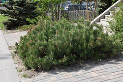 Dwarf Mugo Pine (Pinus mugo var. pumilio) at Sherwood Nurseries