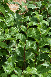 Mountain Alder (Alnus tenuifolia) at Sherwood Nurseries