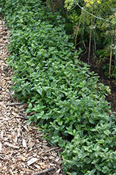 Peppermint (Mentha x piperita) at Sherwood Nurseries