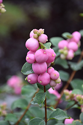 Marleen Pink Snowberry (Symphoricarpos x doorenbosii 'Marleen') at Sherwood Nurseries