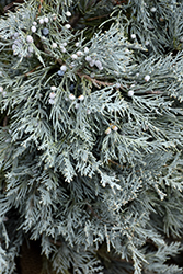 Blue Haven Juniper (Juniperus scopulorum 'Blue Haven') at Sherwood Nurseries