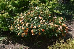Oso Easy Paprika Rose (Rosa 'ChewMayTime') at Sherwood Nurseries
