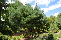 Waterer Scotch Pine (Pinus sylvestris 'Watereri') at Sherwood Nurseries